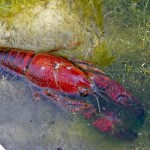 Aprovechan residuos de cangrejo para producir sensores de detección rápida de contaminantes