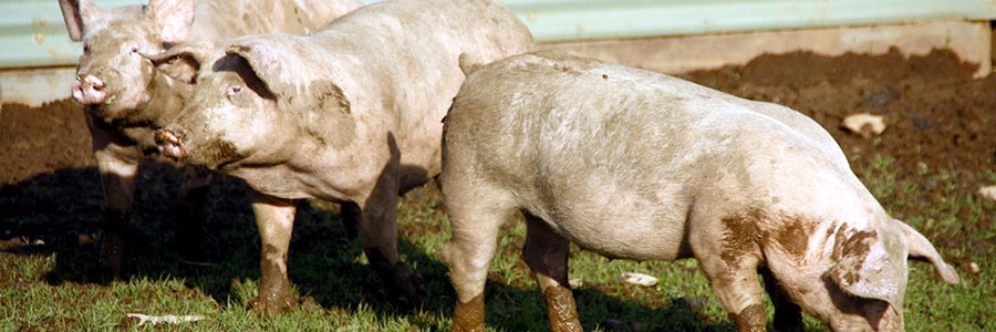 Obtienen 46.000 litros de metano a partir de 2.600 litros de purín de cerdo 