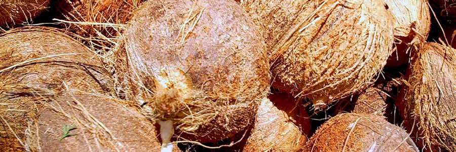 Obtienen productos saludables a partir de residuos de coco