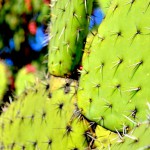 Cubertería de bioplástico a partir de nopal