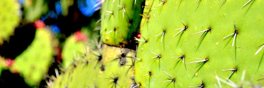 Cubertería de bioplástico a partir de nopal