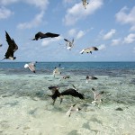 El 90% de las aves marinas ha ingerido plásticos