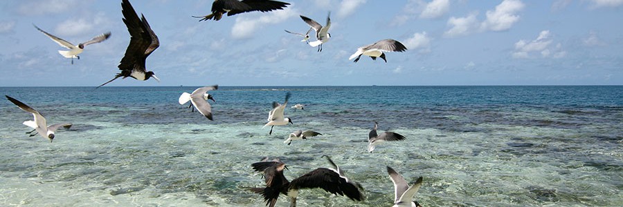 El 90% de las aves marinas ha ingerido plásticos
