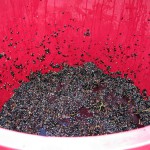 Residuos de uva para producir bioetanol