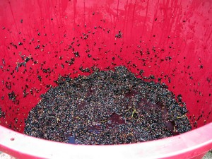 Investigadores australianos proponen aprovechar los residuos de uva para producir bioetanol