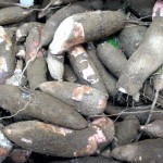 Investigadores argentinos trabajan en el primer envase biodegradable a partir de mandioca