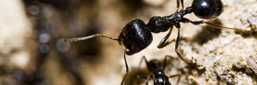 Nuevos fertilizantes orgánicos a partir del exoesqueleto de crustáceos e insectos