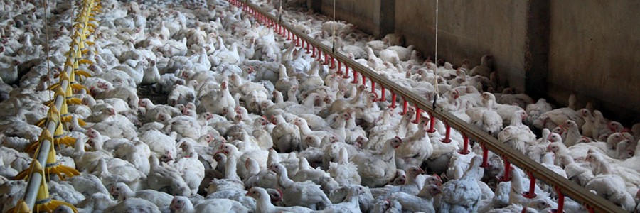 Investigadores argentinos transforman residuos avícolas en alimentos con valor proteico
