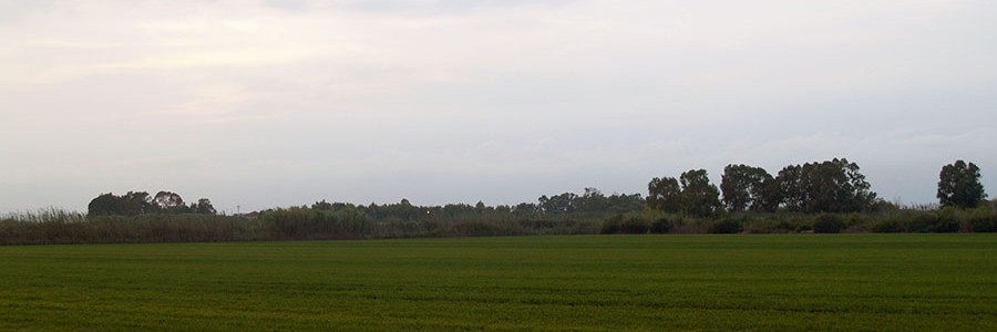 Primera planta piloto semi-industrial que genera biogás y biofertilizantes de la paja de arroz