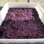 Crean alimentos saludables a partir de residuos de la producción de vino