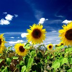 Obtienen herbicidas naturales de compuestos extraídos de la hoja de girasol