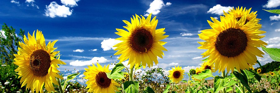 Obtienen herbicidas naturales de compuestos extraídos de la hoja de girasol