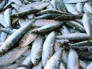 Investigadores de la UGR han aprovechado los descartes de pescado para diseñar un tratamiento antihipertensivo