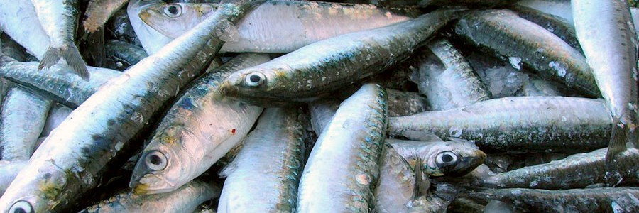 Diseñan tratamientos contra la hipertensión con residuos de pescado