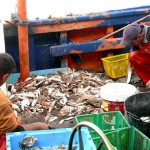 Proponen el compostaje de restos de pescado y algas para su uso en agricultura ecológica