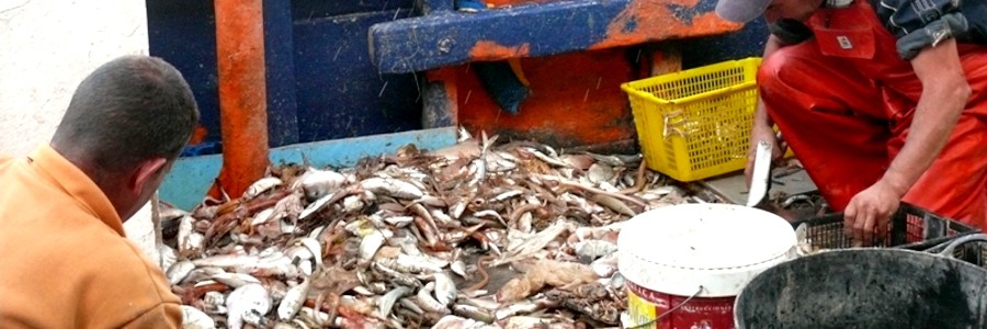 Proponen el compostaje de restos de pescado y algas para su uso en agricultura ecológica