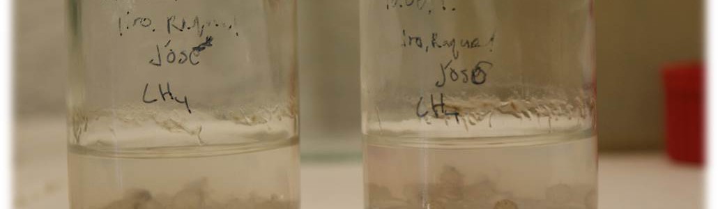 Investigadores de la UVa demuestran la capacidad de un hongo para degradar metano