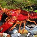 Bioplásticos a partir de residuos de cangrejo rojo americano