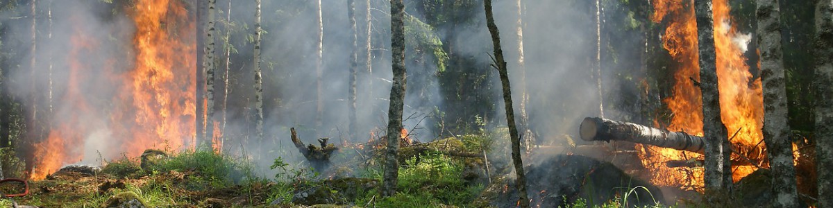 Extraer biomasa para prevenir incendios forestales