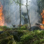 Extraer biomasa para prevenir incendios forestales