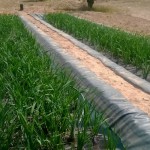 Plantas flotantes para depurar aguas contaminadas por uranio