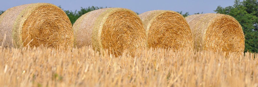 Nanofibras de celulosa procedentes de paja de trigo para mantener la calidad del papel reciclado