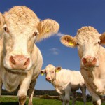 El ganado tratado con antibióticos duplica sus emisiones de metano