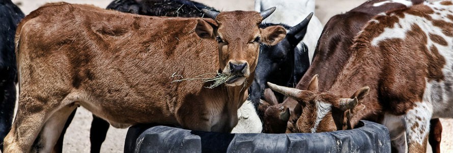 El uso de efluentes mejora la calidad del suelo y el rendimiento de cultivos