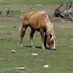 Galicia autoriza el enterramiento de animales muertos en determinadas circunstancias