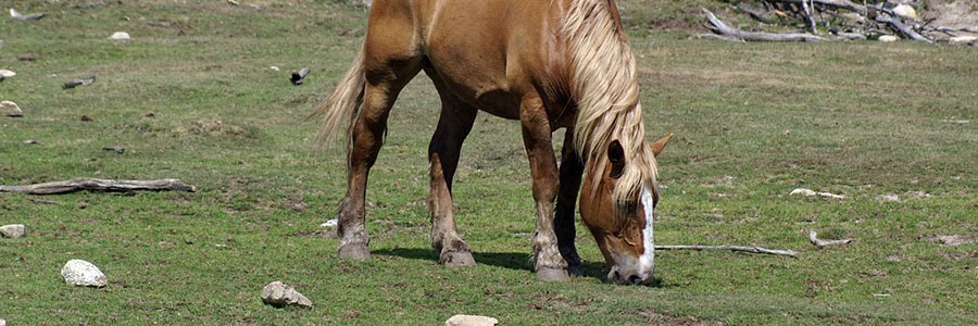 Galicia autoriza el enterramiento de animales muertos en determinadas circunstancias