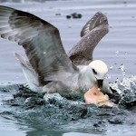 Las aves marinas comen plástico porque su olfato lo confunde con alimento