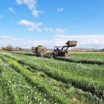 Raigrás, colza forrajera y avena como cultivos captadores de nitratos y para producir biogás