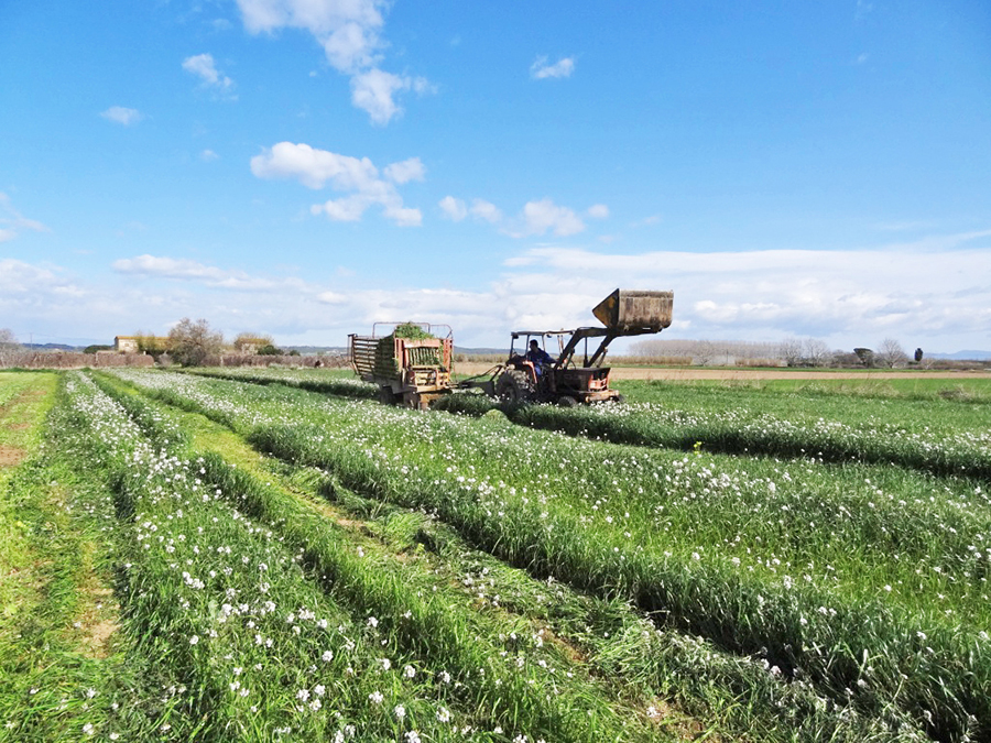 El IRTA trabaja en el proyecto europeo Futur Agrari para la gestión de las deyecciones ganaderas.