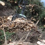 Investigadores consiguen hacer rentable la producción de biomasa