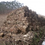 La UVa concluye que la biomasa agroforestal es más barata que los combustibles fósiles