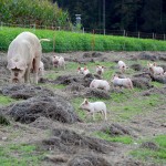 El nuevo Plan de residuos de Extremadura impulsará la economía circular también en el sector agrario