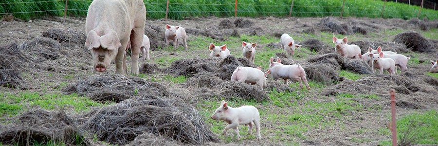 El nuevo Plan de residuos de Extremadura impulsará la economía circular también en el sector agrario