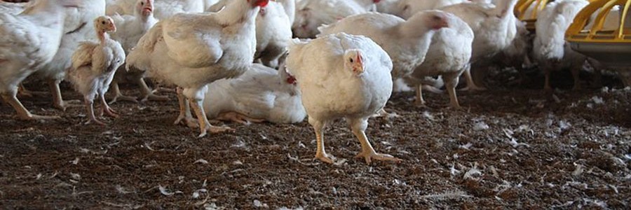 Las plumas desechadas por los mataderos de aves podrán aprovecharse para obtener bioplásticos y otros productos valiosos