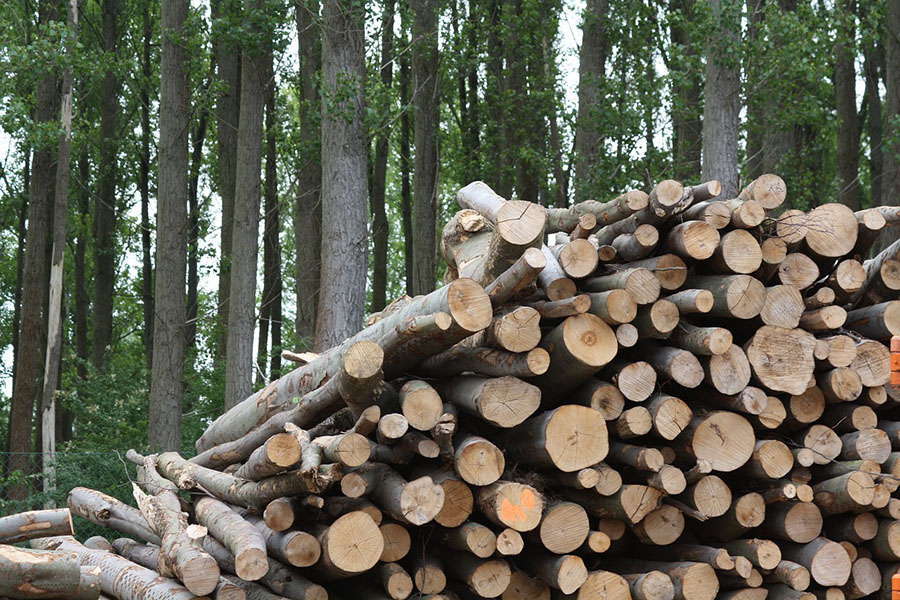 APPA Biomasa pide subastas específicas para su tecnología