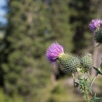 Proponen el uso de cardo como cultivo energético en suelos contaminados