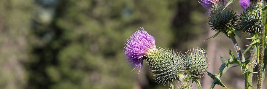 Proponen el uso de cardo como cultivo energético en suelos contaminados