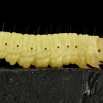 Una investigadora del CSIC descubre que el gusano de la cera biodegrada el plástico