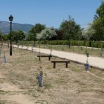 Sigaus inaugura la plantación de su Sexto Bosque en Collado Villalba