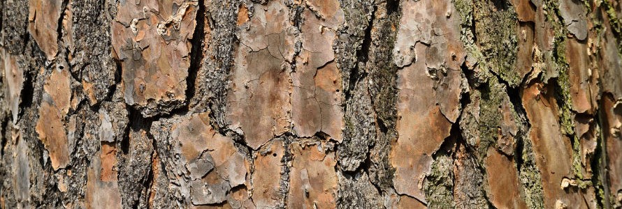 Método sostenible para proteger la madera a partir de residuos forestales