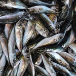 Una investigación de la USC propone la producción de bioplásticos a partir de aguas residuales del sector de conservas de pescado