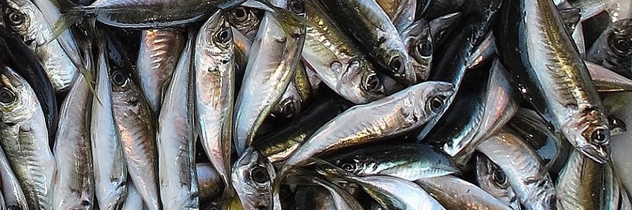 Una investigación de la USC propone la producción de bioplásticos a partir de aguas residuales del sector de conservas de pescado