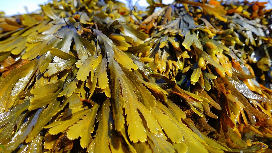 La UMH desarrollará un proyecto de compostaje de algas y lodos de EDAR