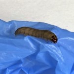 Científicos alemanes cuestionan el hallazgo español del gusano que come plástico