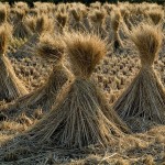 Valencia busca alternativas para el aprovechamiento de la paja de arroz
