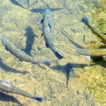 Detectan elevados niveles de retardantes de llama en peces de río